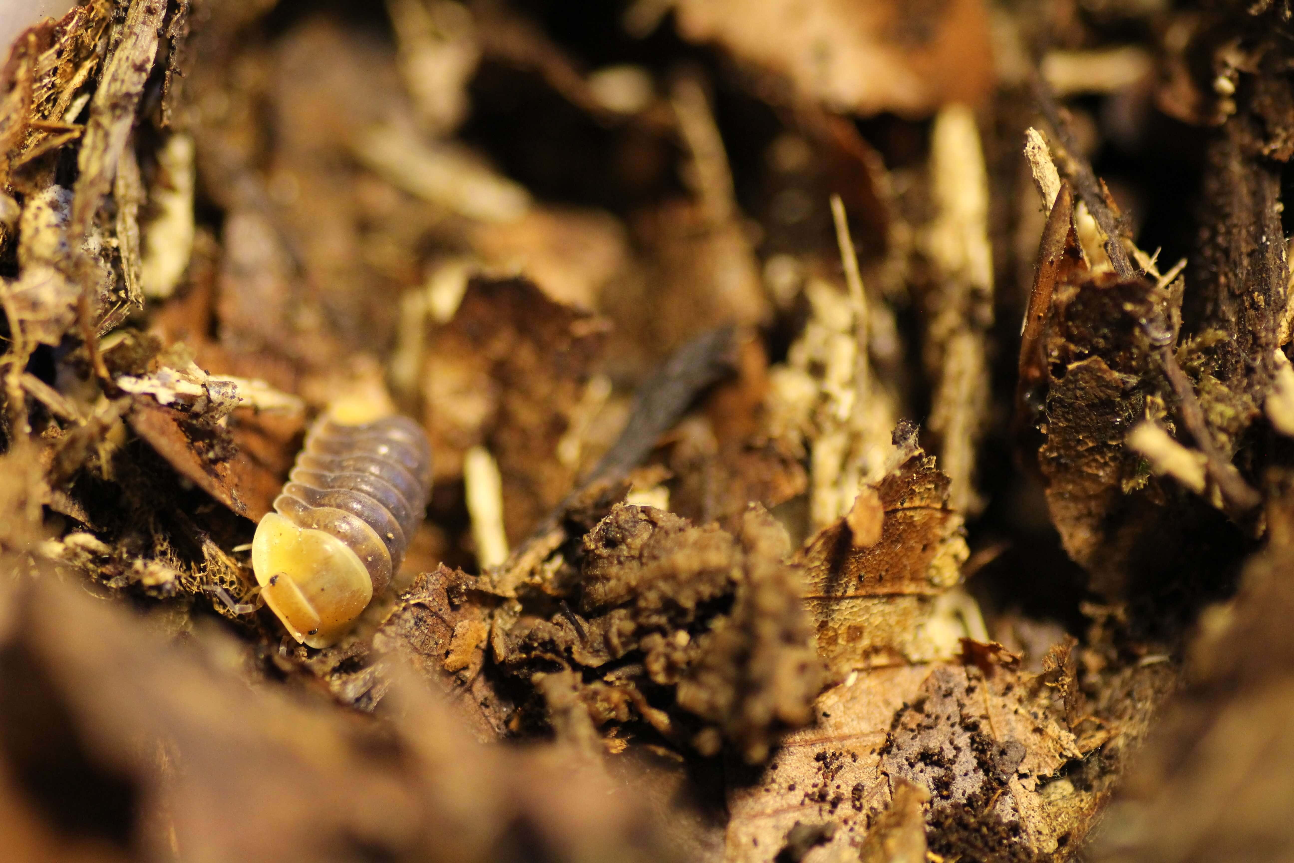 Armadillina spec. "Rubber Ducky"