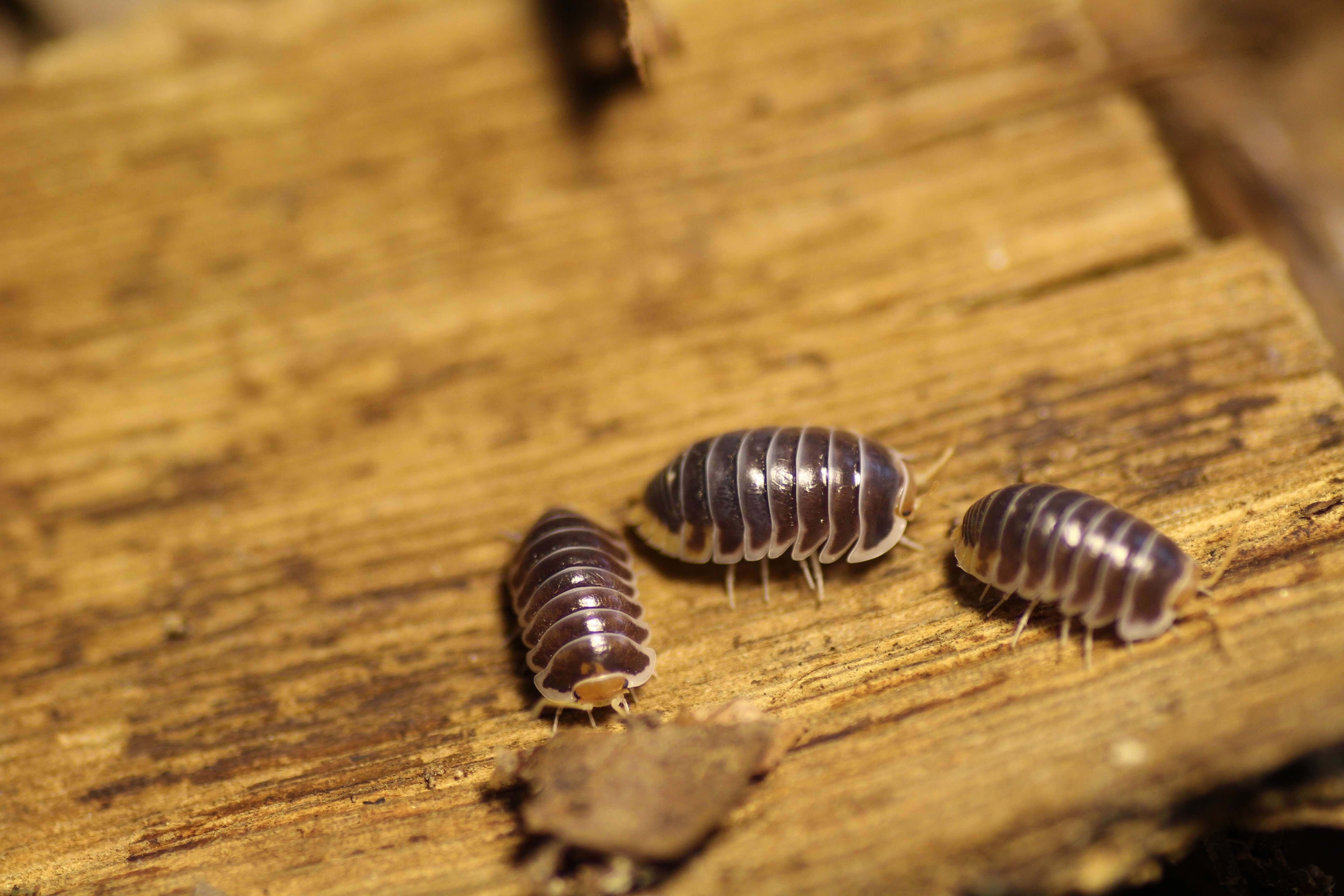 Periscyphis sp. “Hallaniyat Island, Oman”
