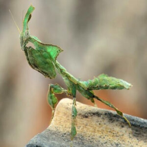 Phyllocrania paradoxa "Geistermantis"