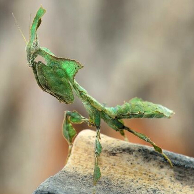 Phyllocrania paradoxa "Geistermantis"