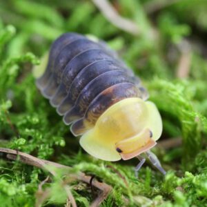 Cubaris-spec.-Rubber-Ducky-9-bearbeitet