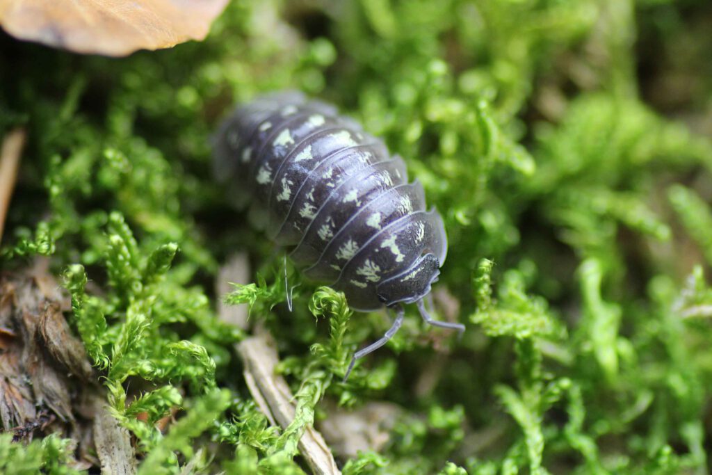 Armadillidium spec. St. Lucia