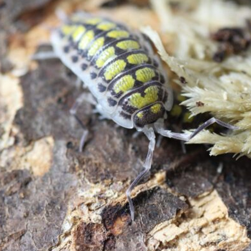Porcellio haasi "High Yellow"