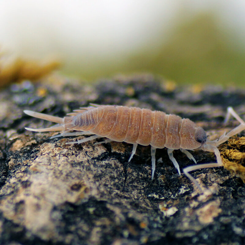 Porcellio silvestri Insektenliebe