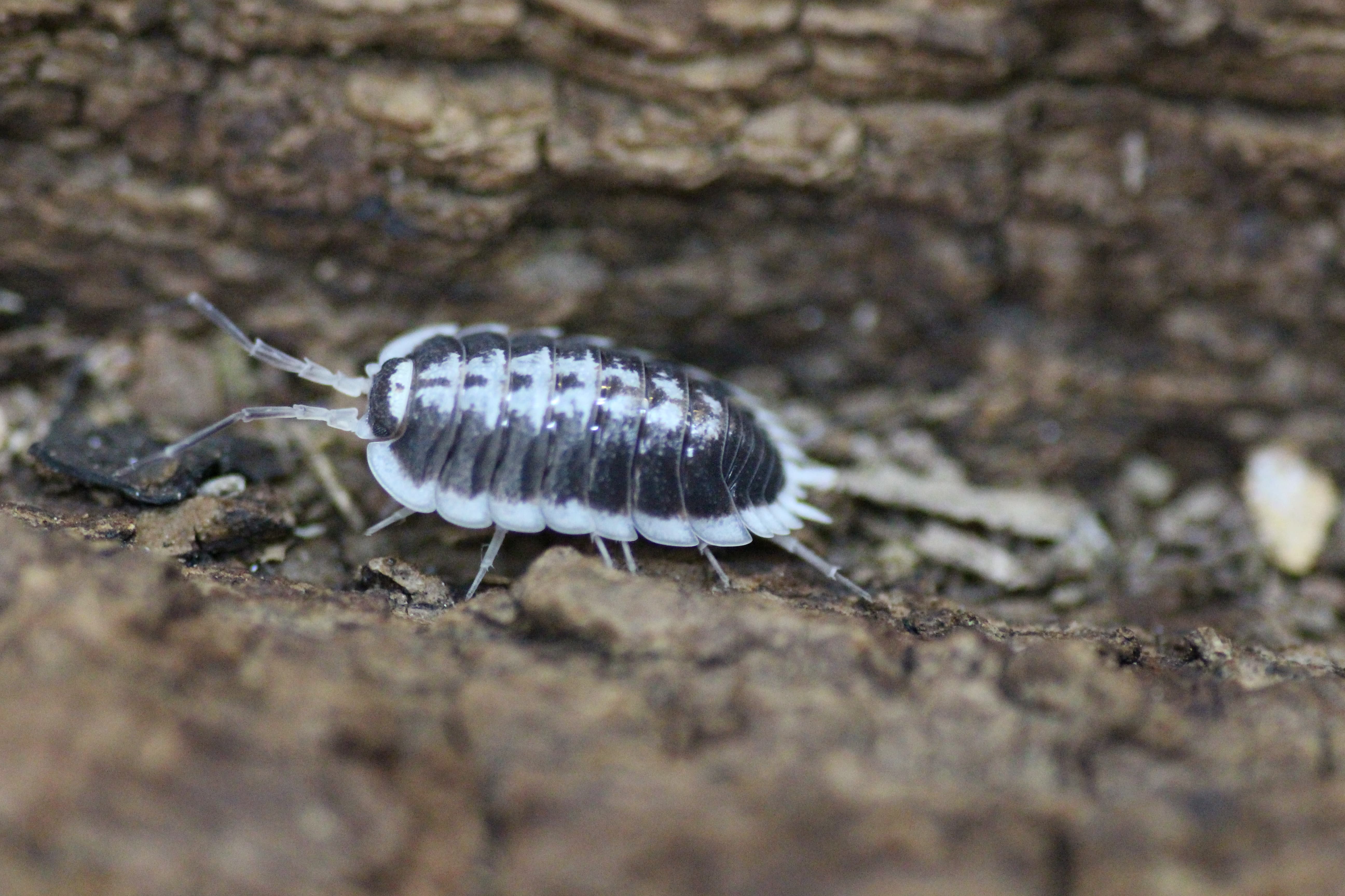 Porcellio flavomarginatus