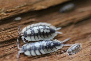 Porcellio expansus Nachwuchs