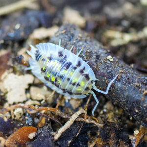 Oniscus asellus "Mardi Gras"