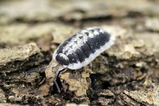 Porcellio flavomarginatus