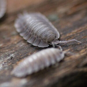 Porcellio spatulatus