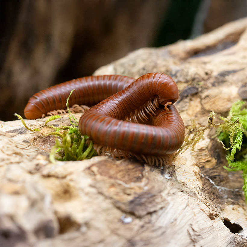 Spirostreptus spec. 1