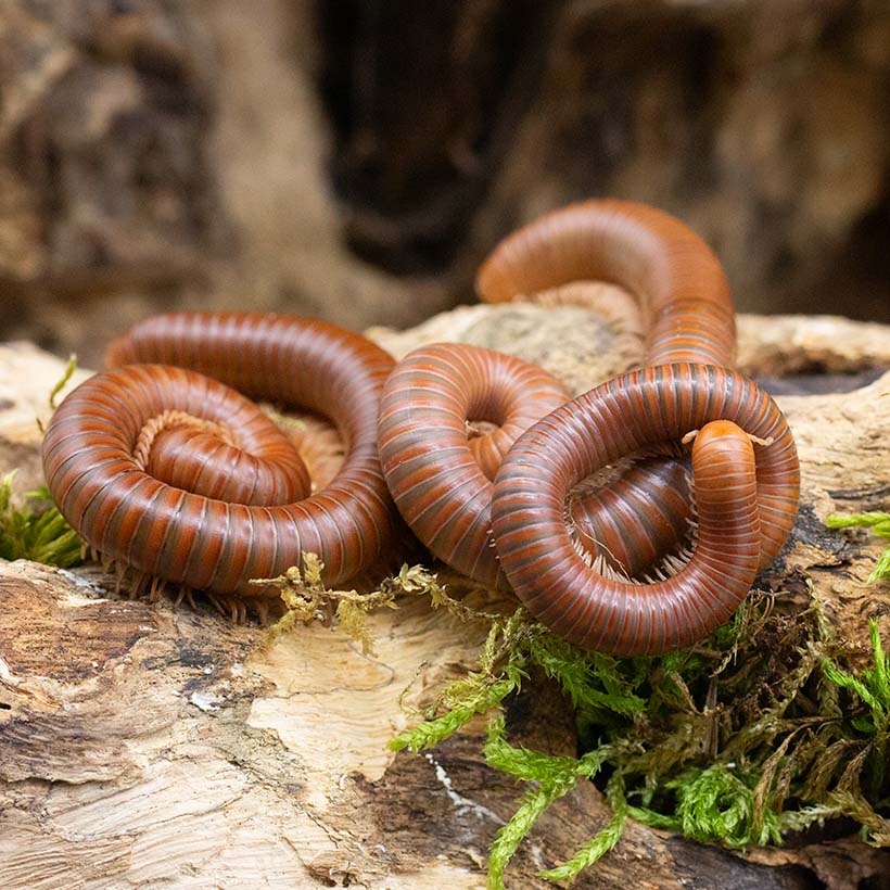 Spirostreptus spec. 1 "Tansania"