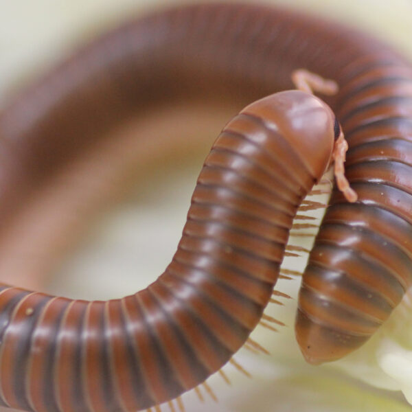 Spirostreptus spec. 1