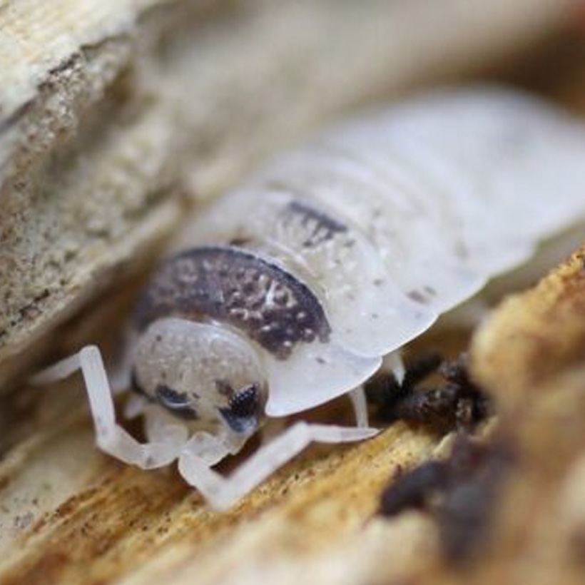 Porcellio scaber "Dalmation"