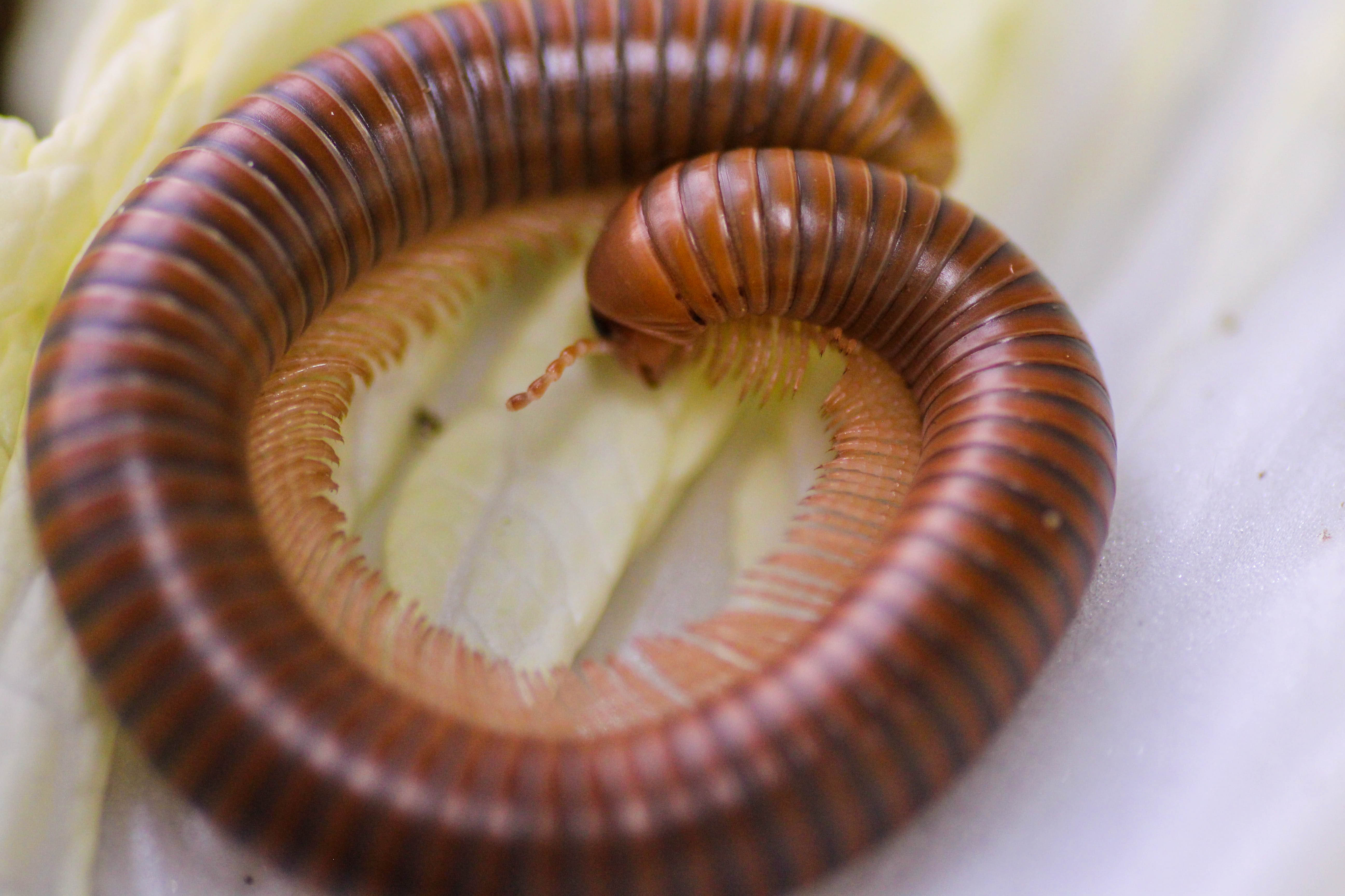 Spirostreptus spec. 1 Tansania (2)