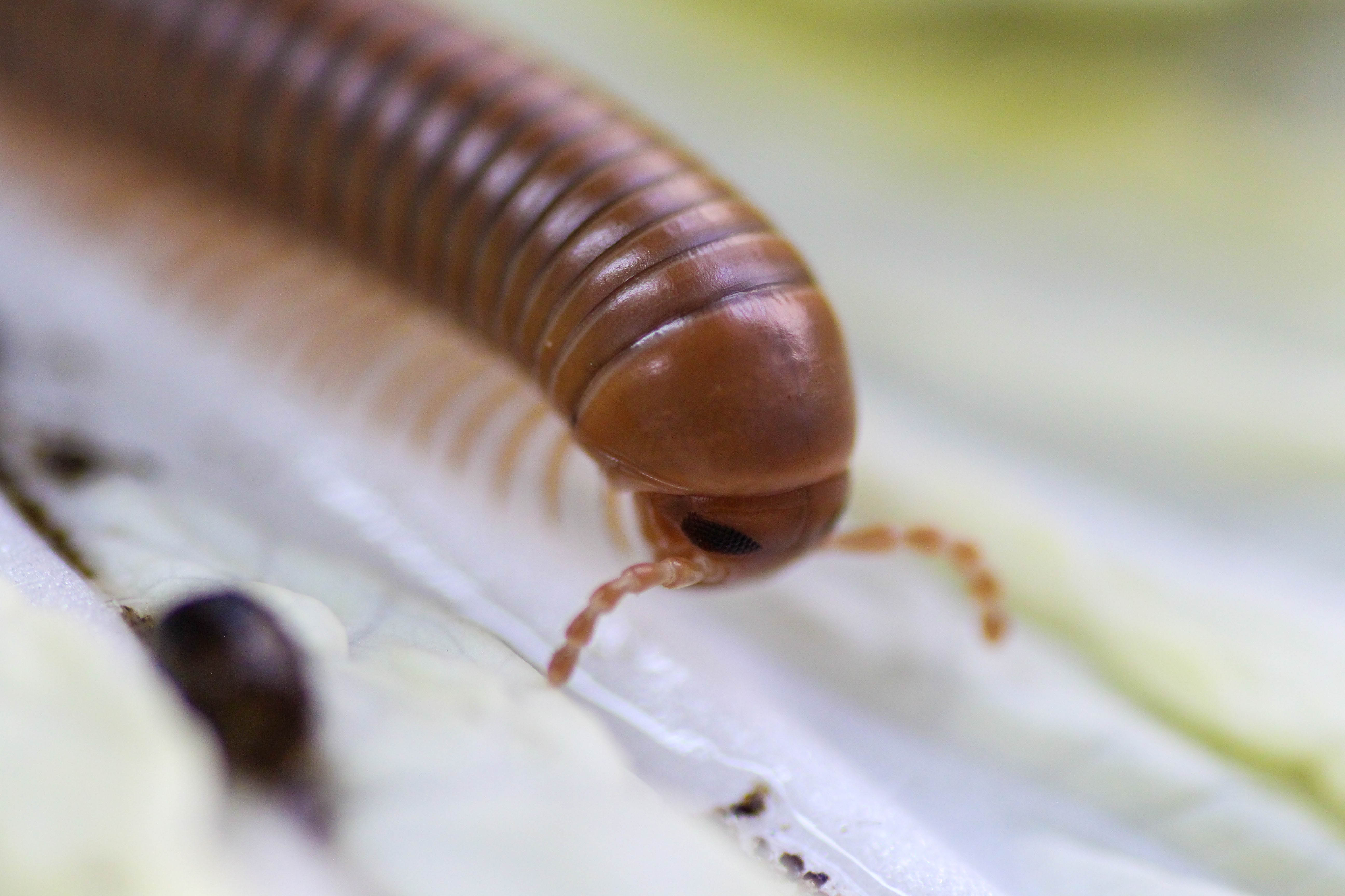 Spirostreptus spec. 1 Tansania (3)