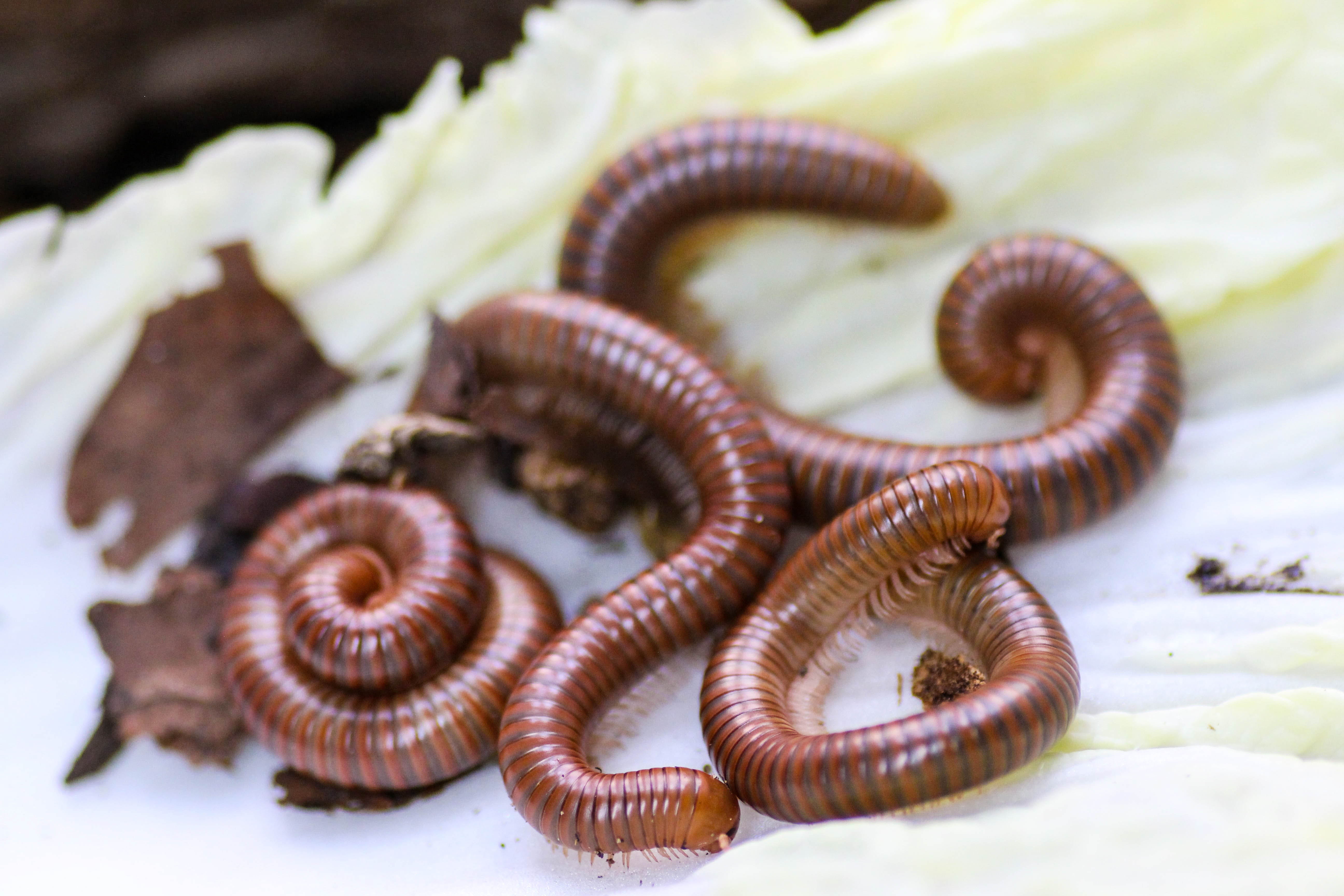 Spirostreptus spec. 1 Tansania (4)