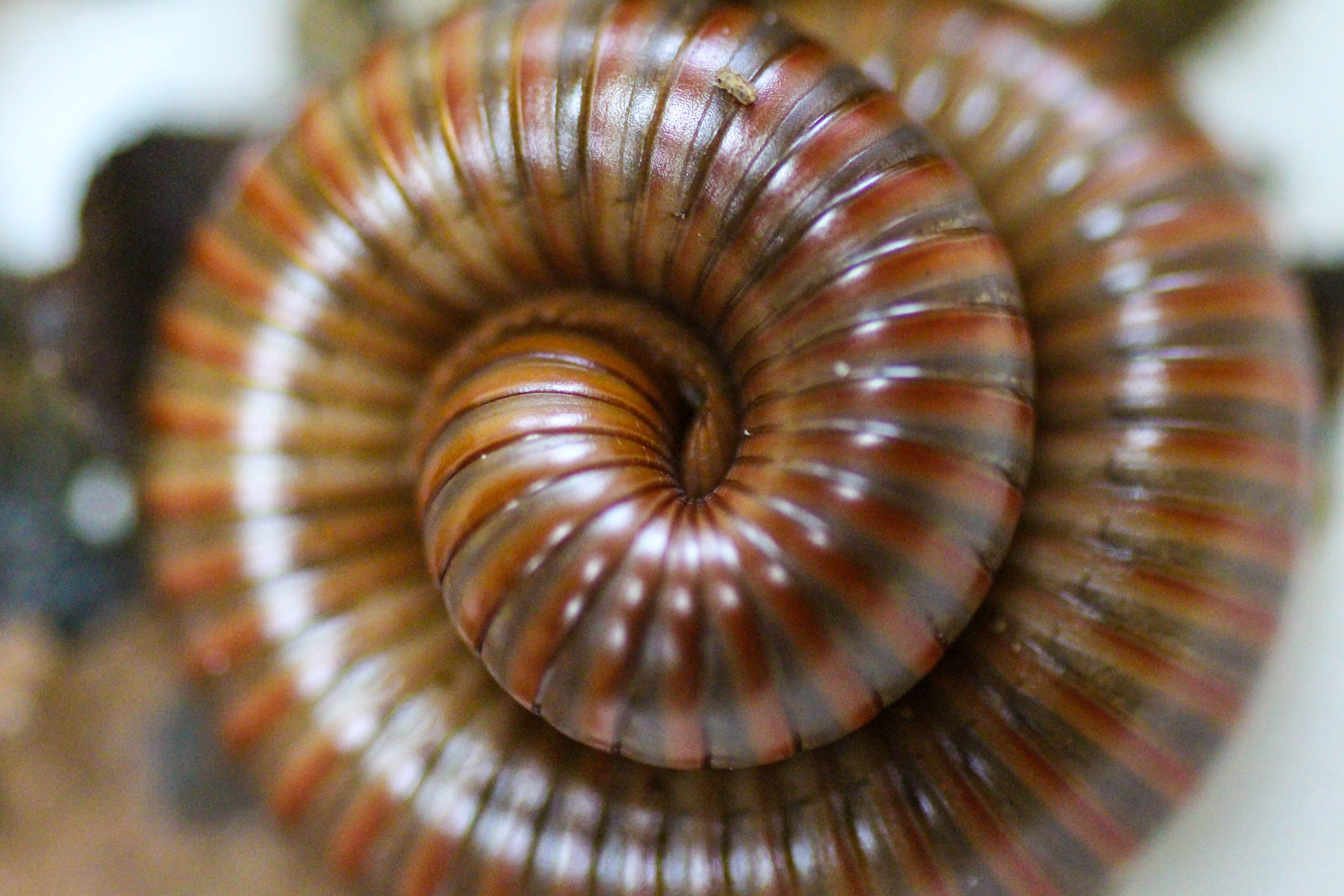 Spirostreptus spec. 1 Tansania (5)