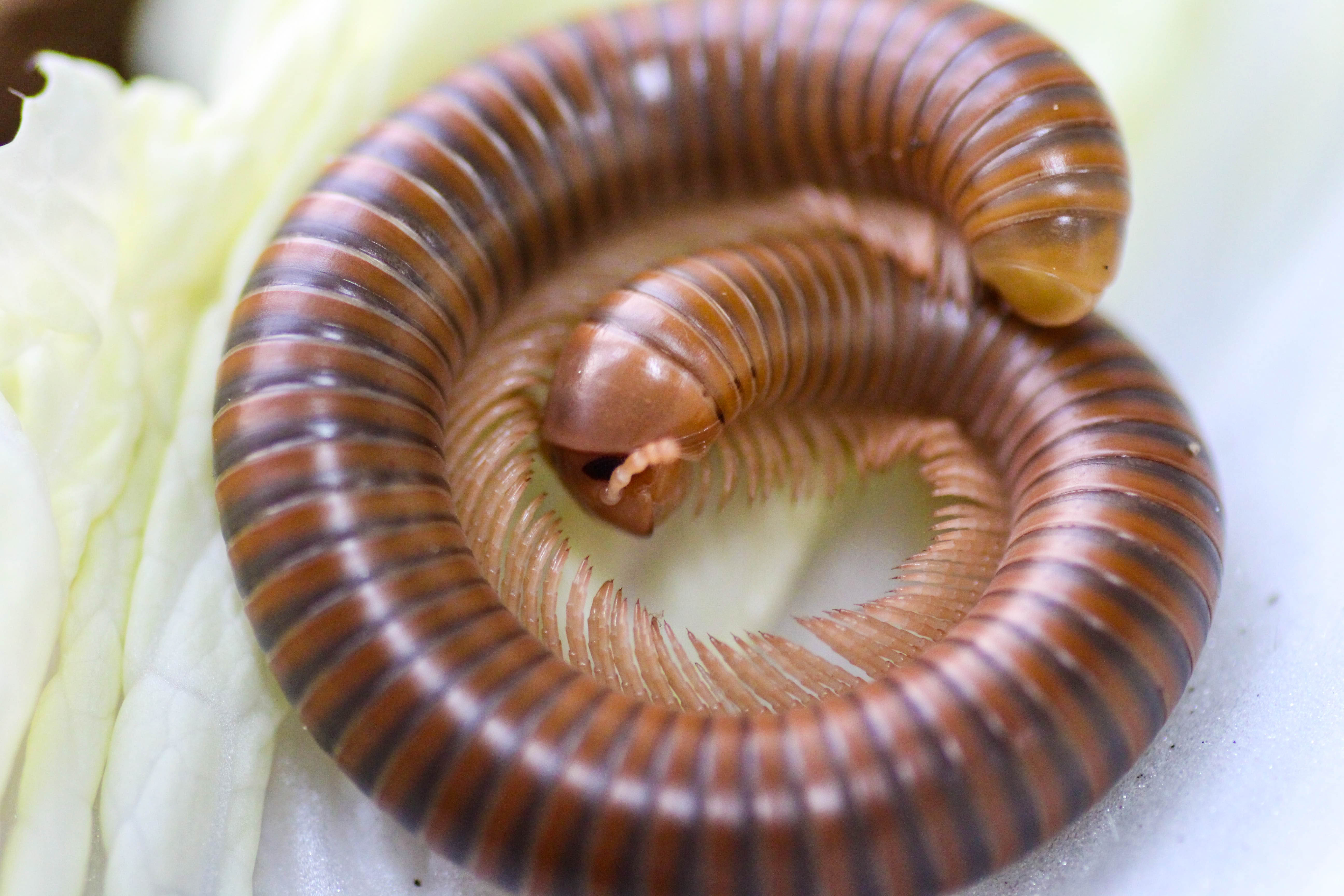 Spirostreptus spec. 1 