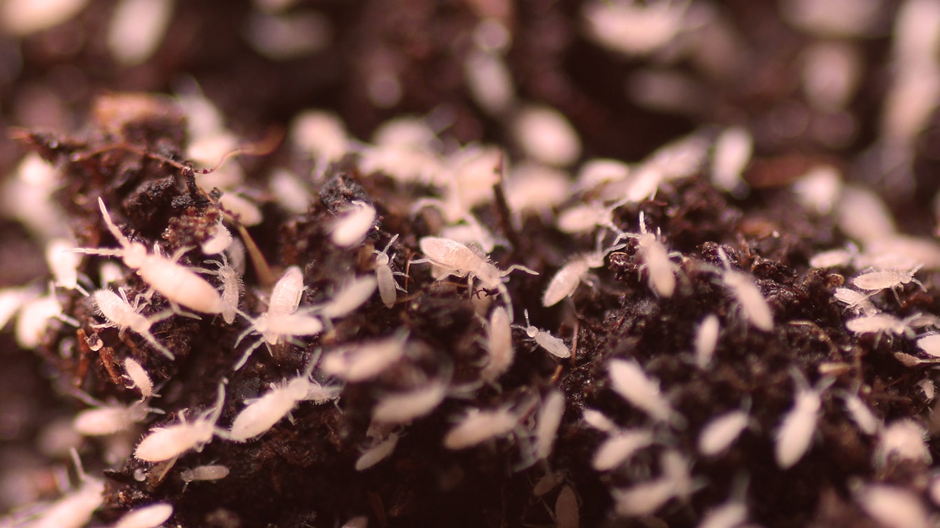 Springschwänze-ROSA-min