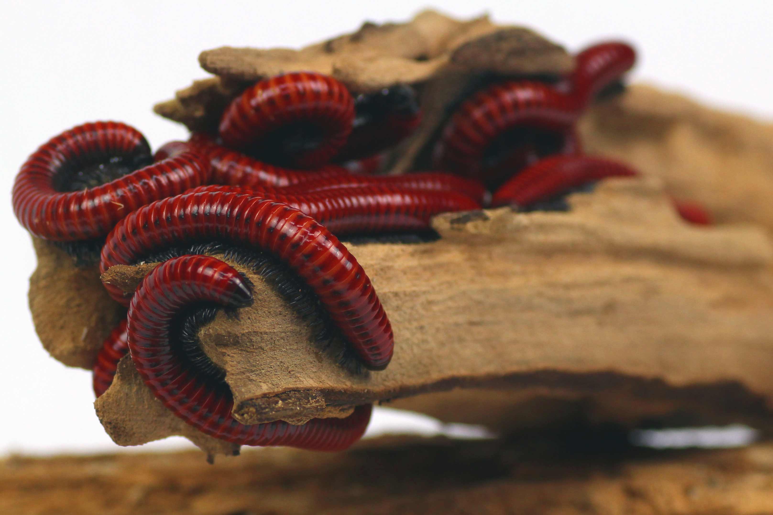 Centrobolus spec. Mosambik