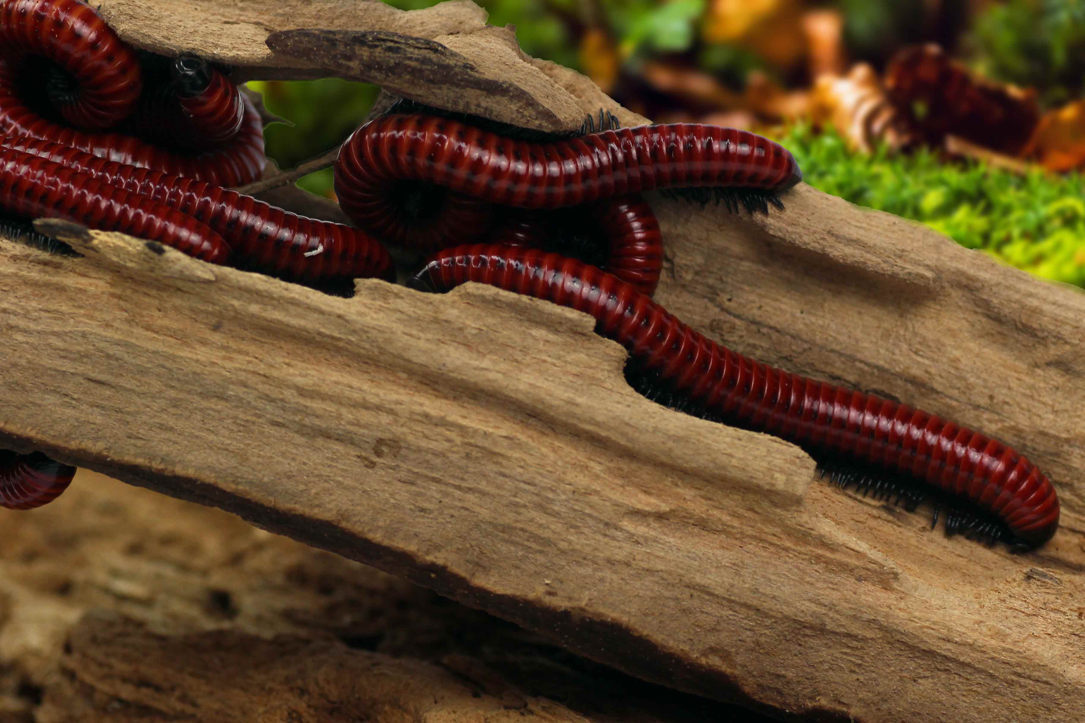 Centrobolus spec. Mosambik