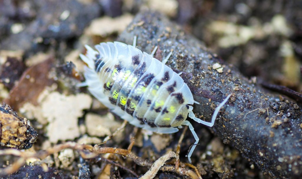 Oniscus asellus Mardi Gras