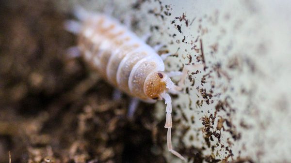 Porcellio ornatus "sandstone"