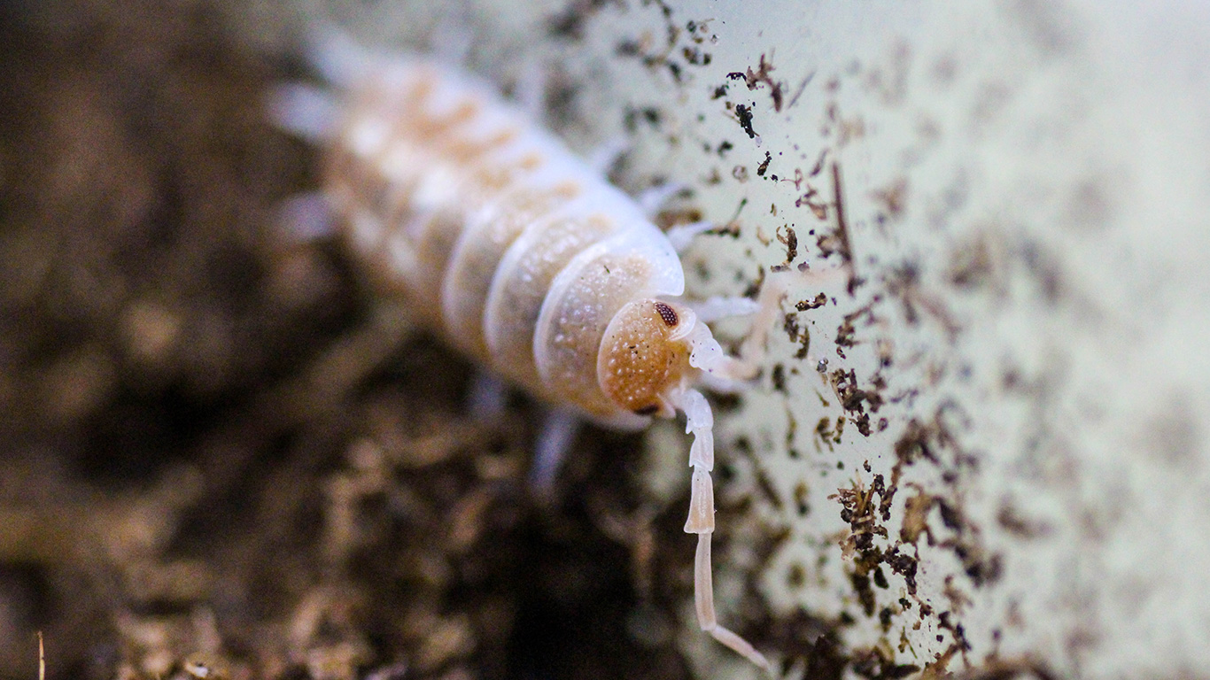 Porcellio ornatus „sandstone“