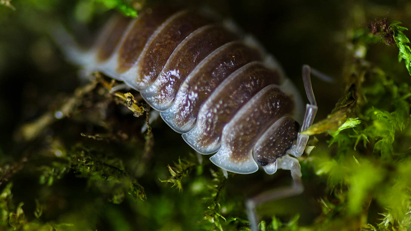 Porcellio hoffmannseggi „brown“