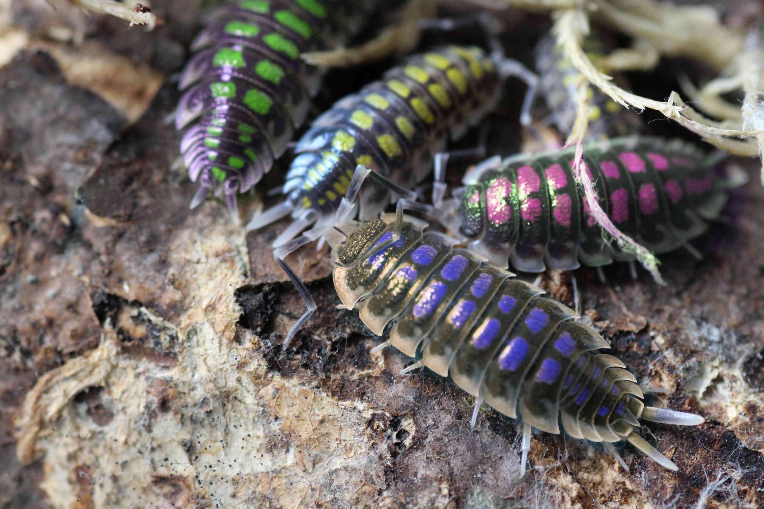 Zuchtformen und Farbmorphe - Designer-Asseln