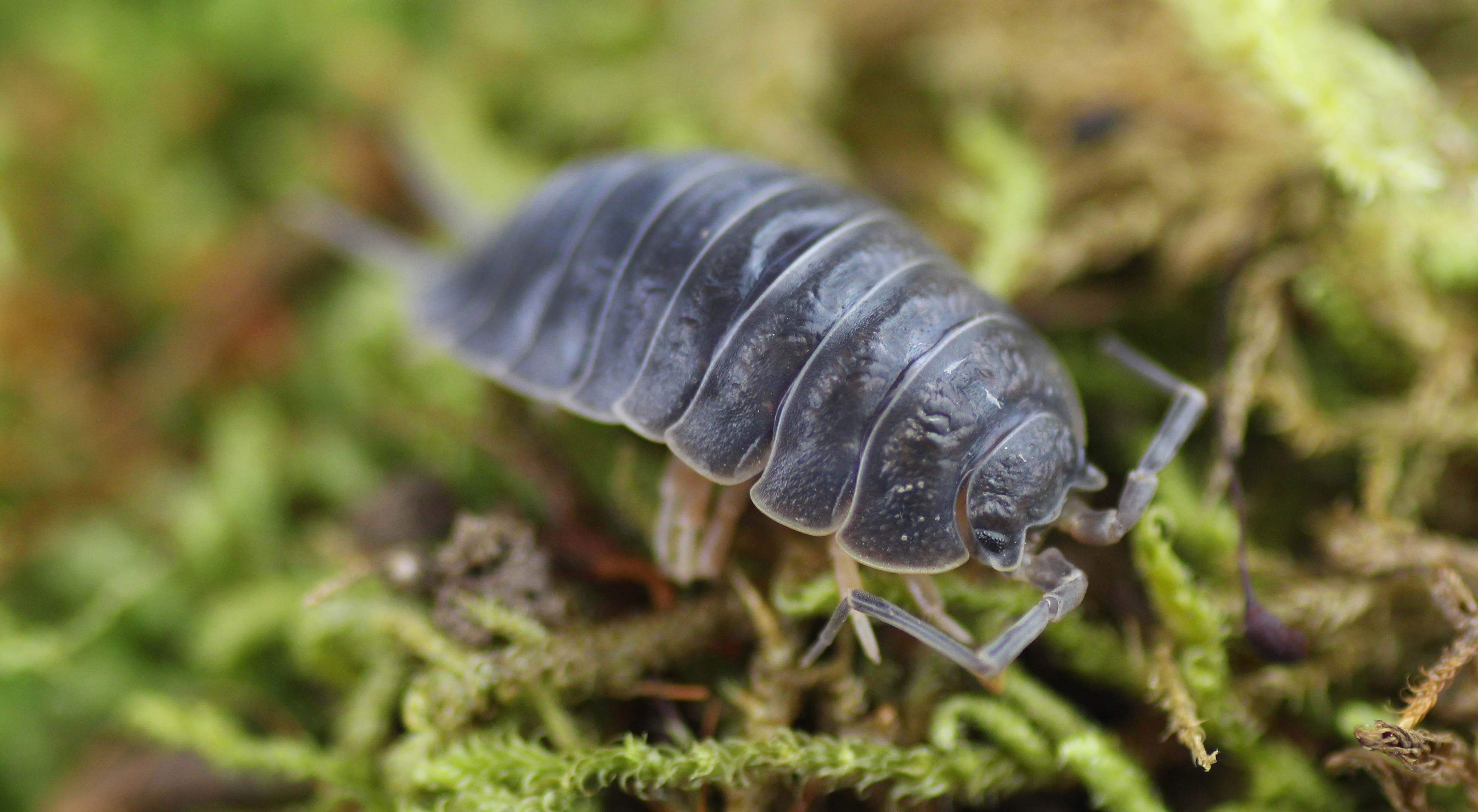 Porcellio laevis "black"