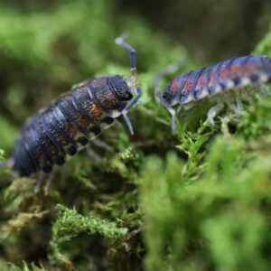 Philosciidae spec. "North Thailand"