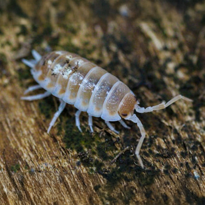 Porcellio ornatus "Sandstone"