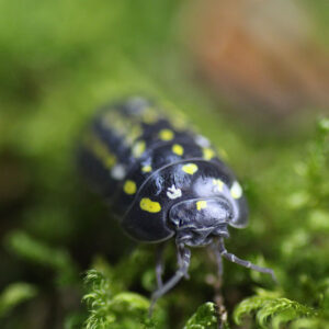Armadillidium frontetriangulum "Corfu"