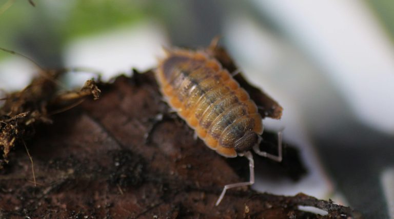 Porcellio spec. Marocco 8i