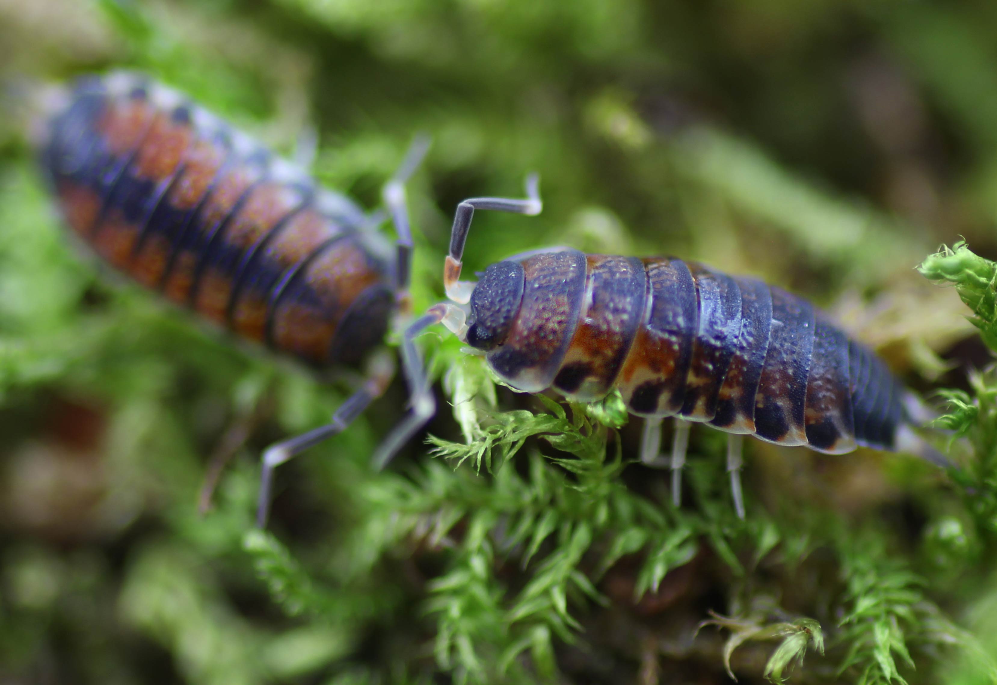 Philosciidae spec. North Thailand