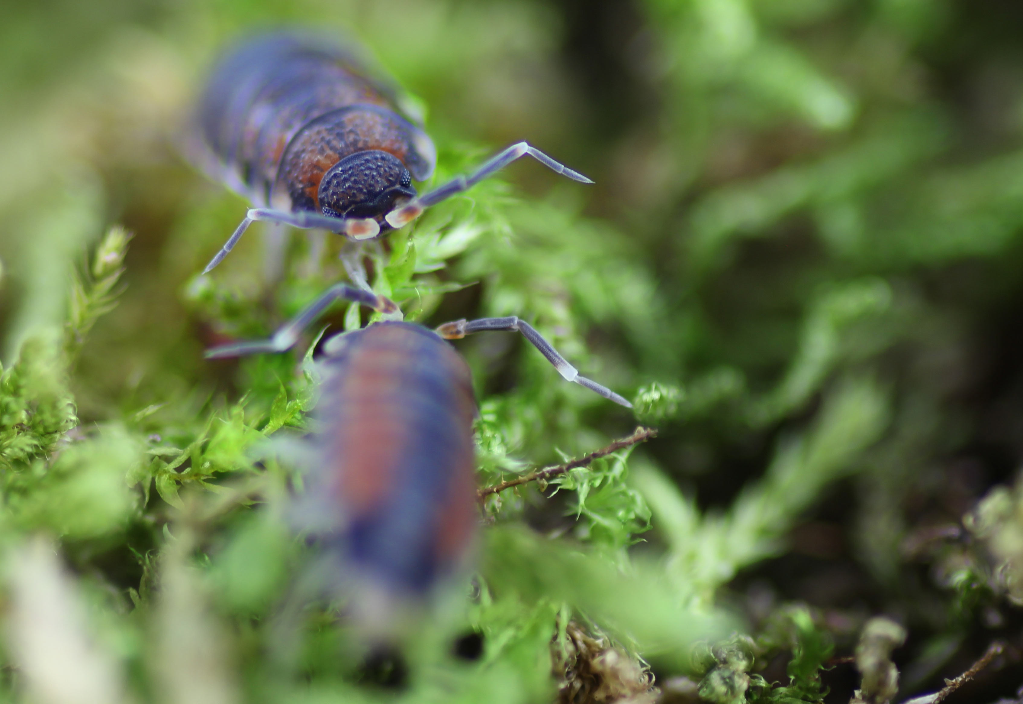 Philosciidae spec. North Thailand