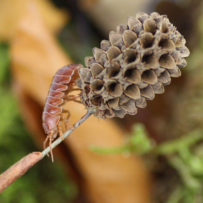 Armadillidium vulgare "Red"