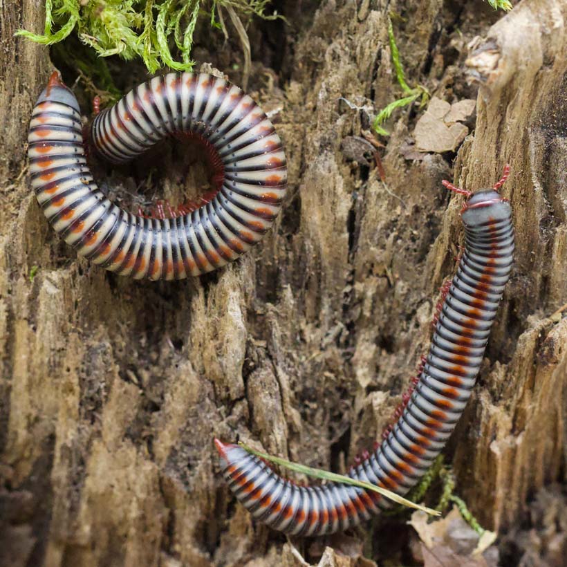 Atopochetus dollfusi Wurzel