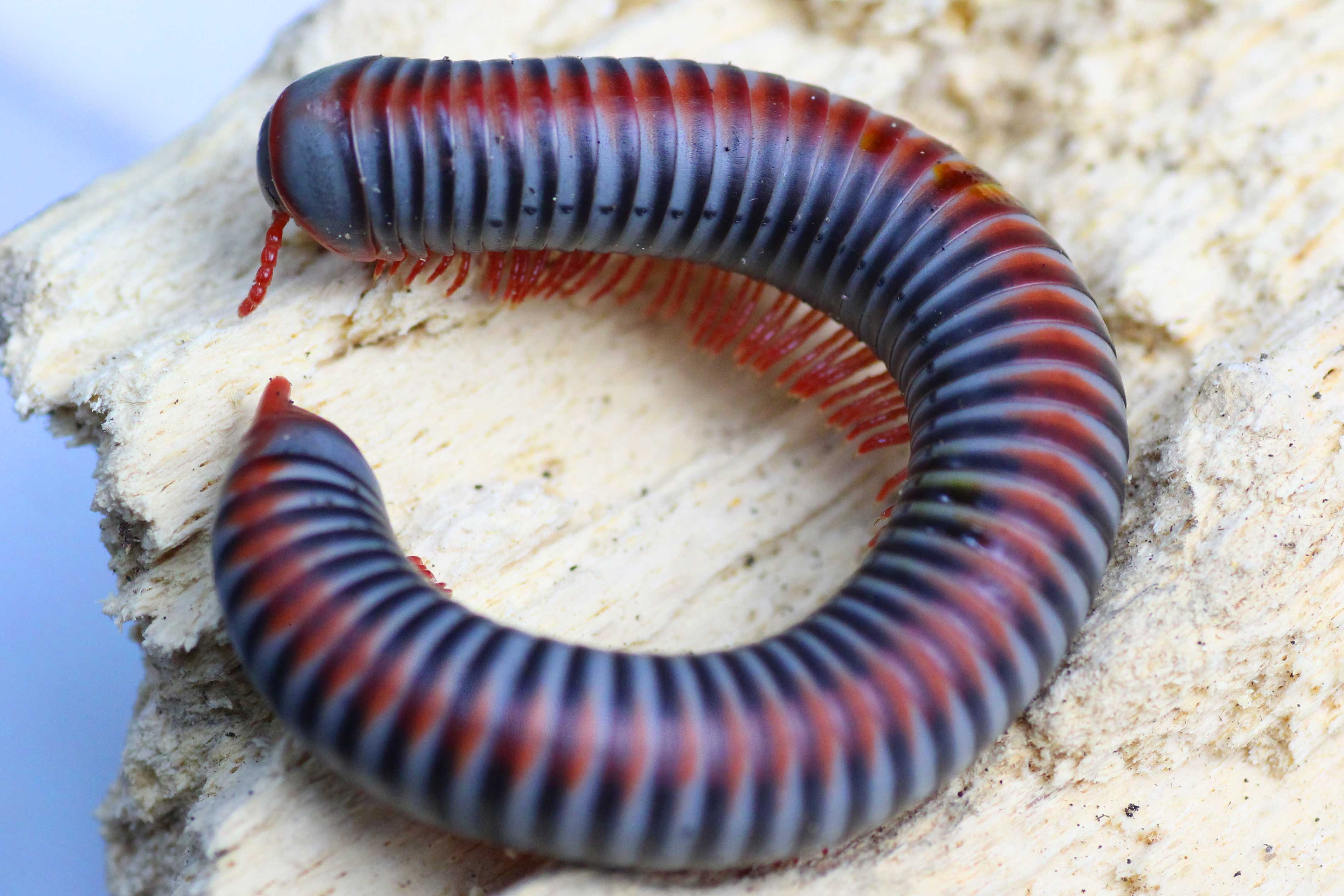 Atopochetus dollfusi