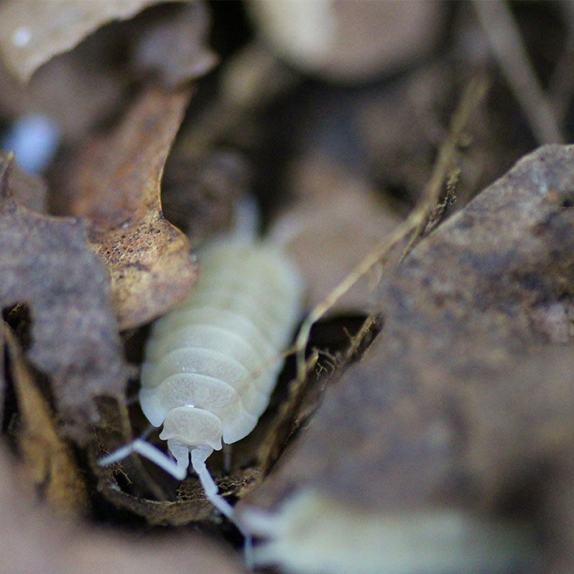 Porcellio scaber "White Out"-Laub