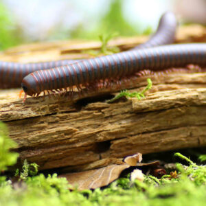 Spirobolus caudulanus