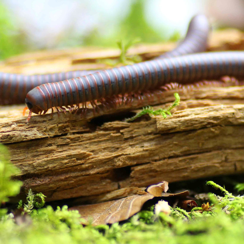 Spirobolus caudulanus