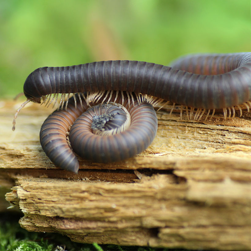 Unident. spec. "African Grey"