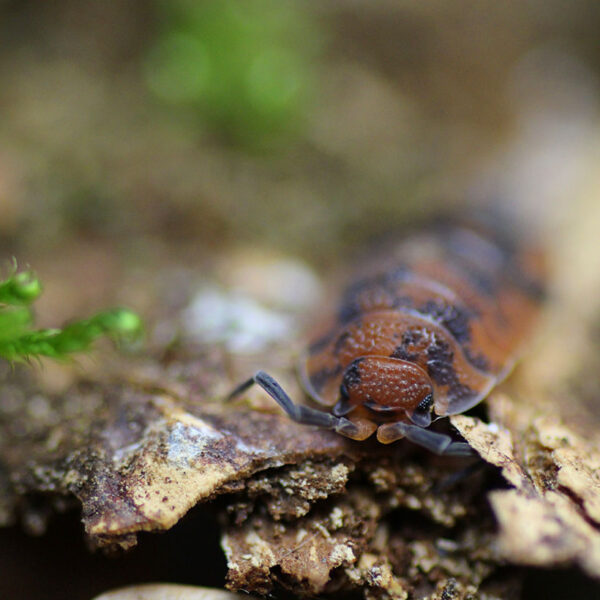 Porcellio scaber "Lava"