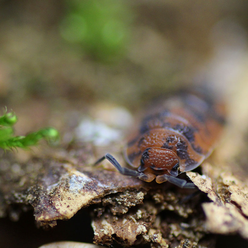 Porcellio scaber "Lava"