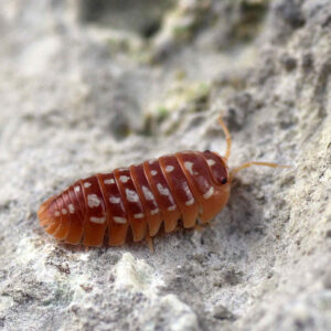 Armadillidium werneri "Orange"