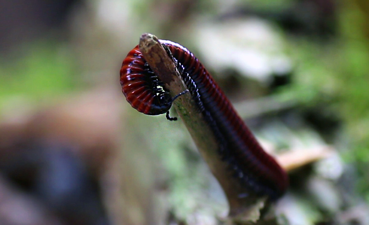 Centrobolus spec. Mosambik