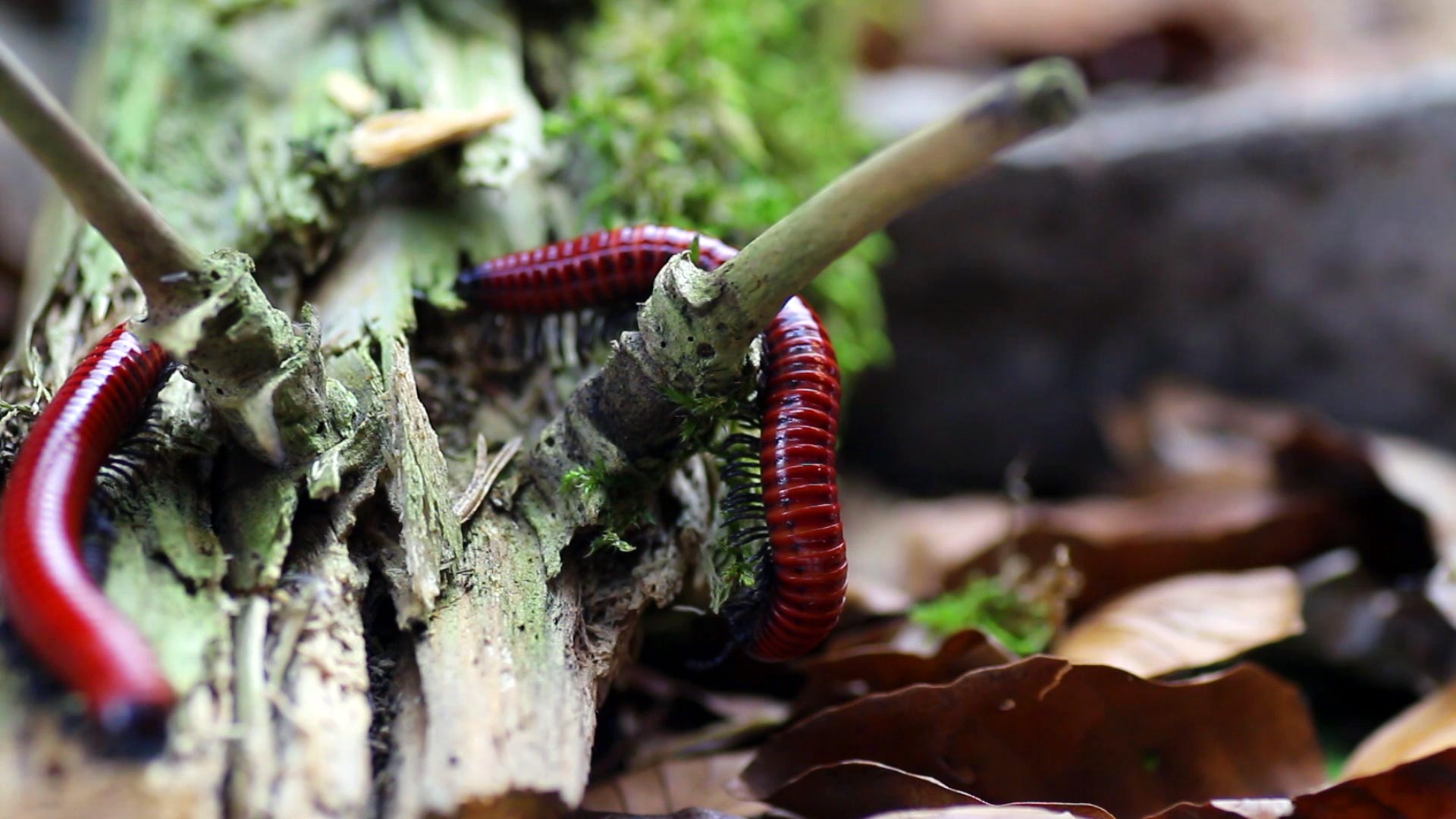Centrobolus-spec.-Mosambik-Videofotos3-bearbeitet