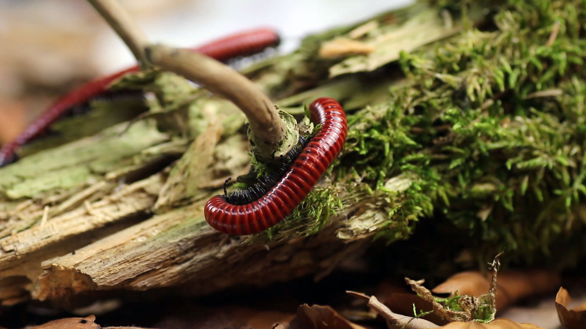 Centrobolus spec. Mosambik